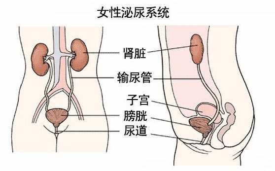 女性泌尿系统.jpg